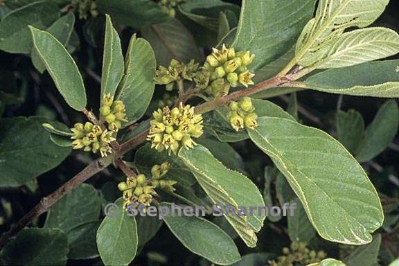 frangula californica ssp tomentella 1 graphic